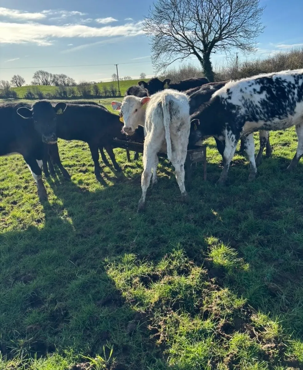 9 smashing runners for sale 🔥 - Image 4