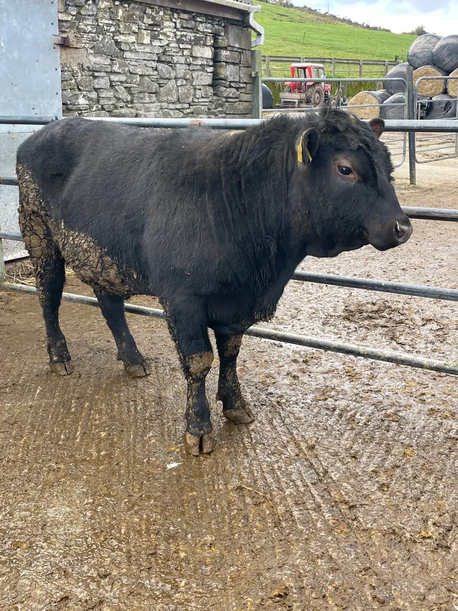 Pedigree Angus Bulls for sale - Image 2