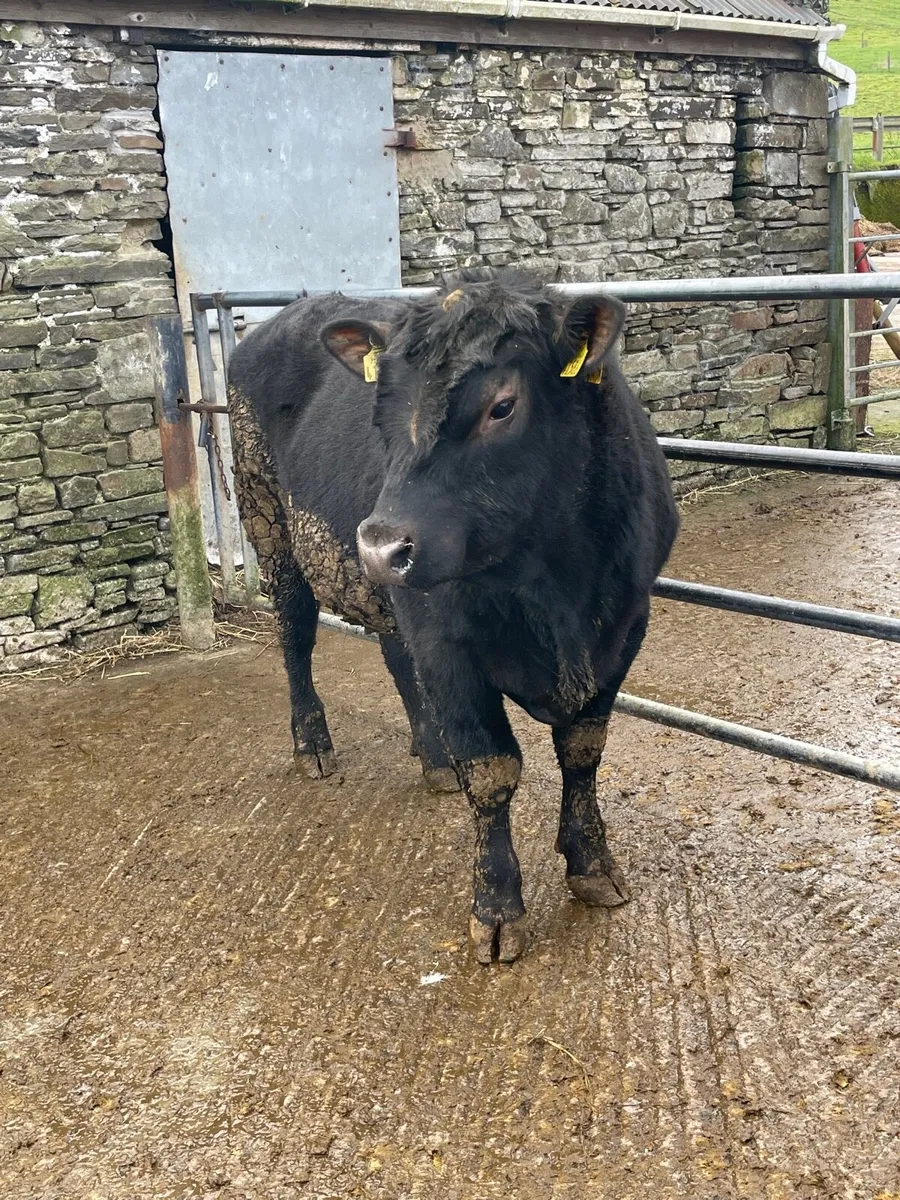 Pedigree Angus Bulls for sale - Image 4