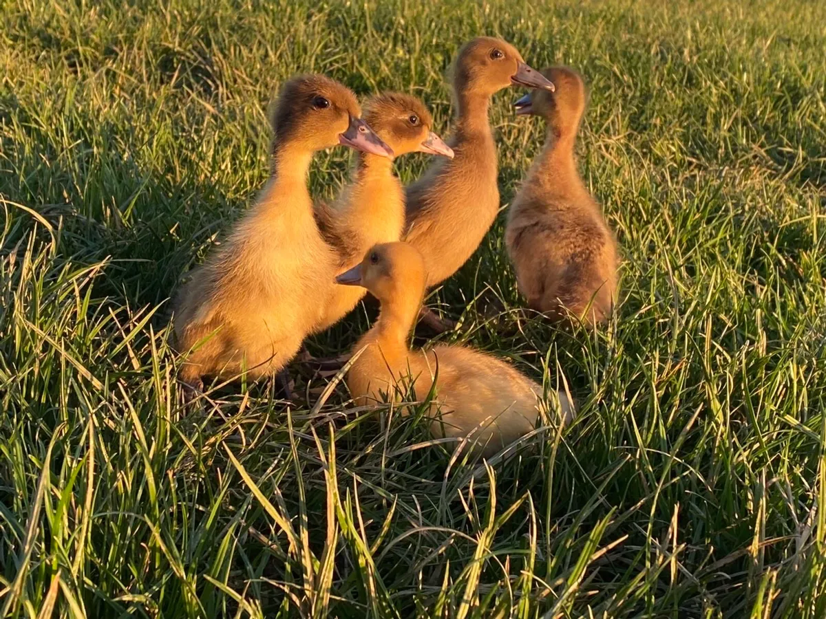 Ducks and pullets - Image 1