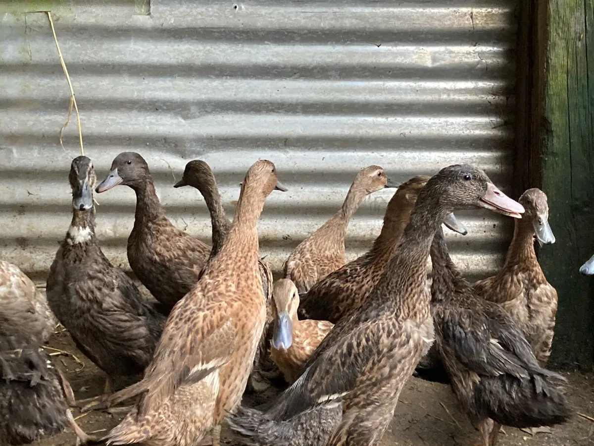 Ducks and pullets - Image 2
