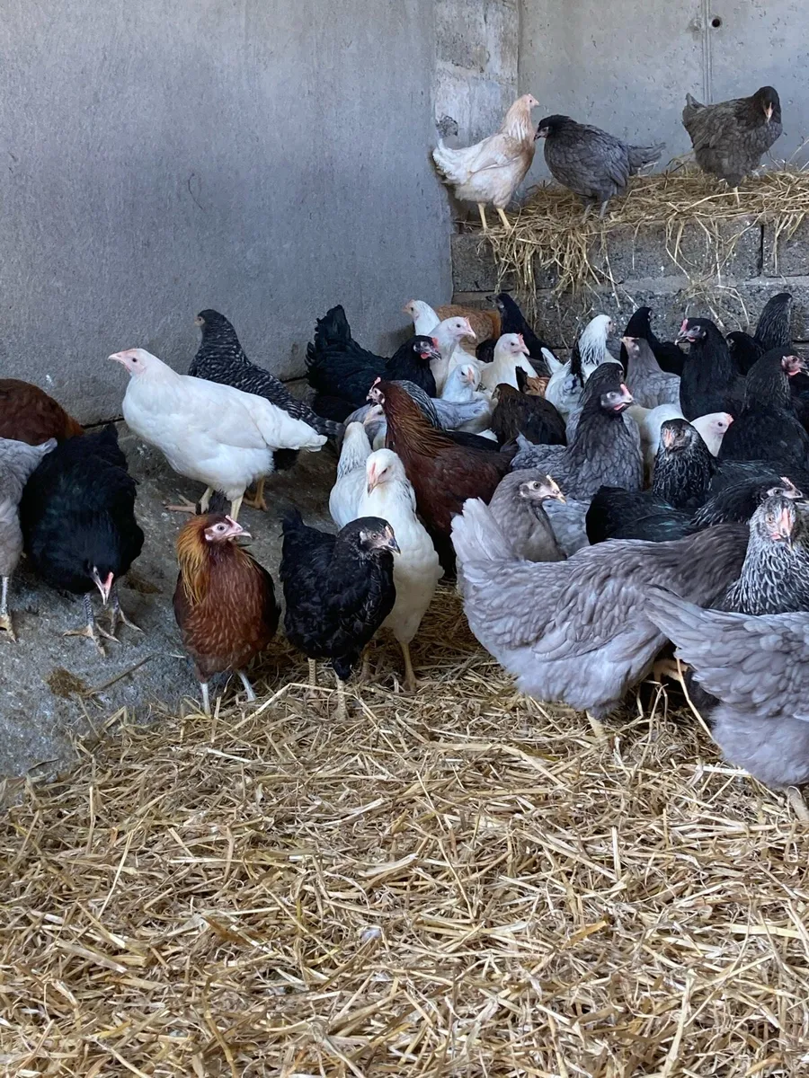 Ducks and pullets - Image 4