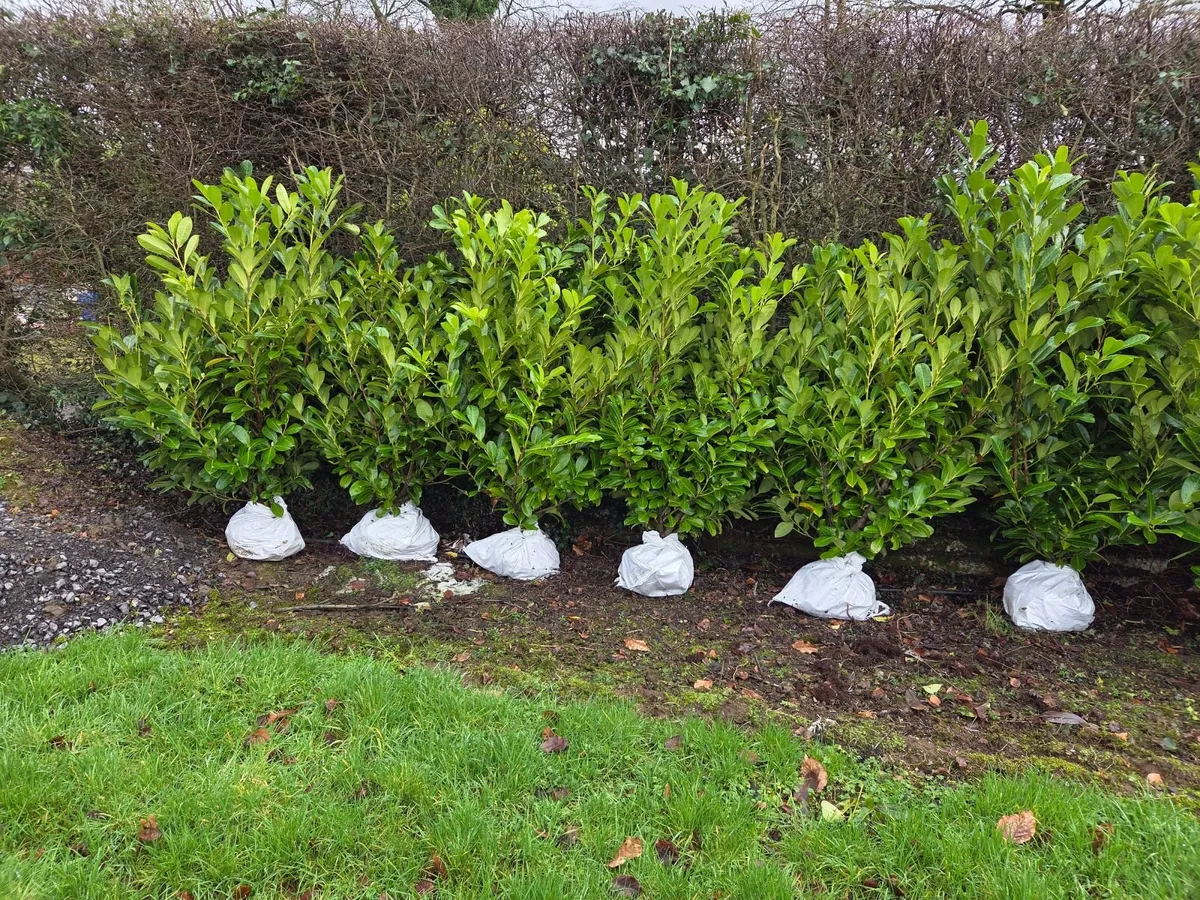 Laurel Hedging - Large 5-6ft - Image 2
