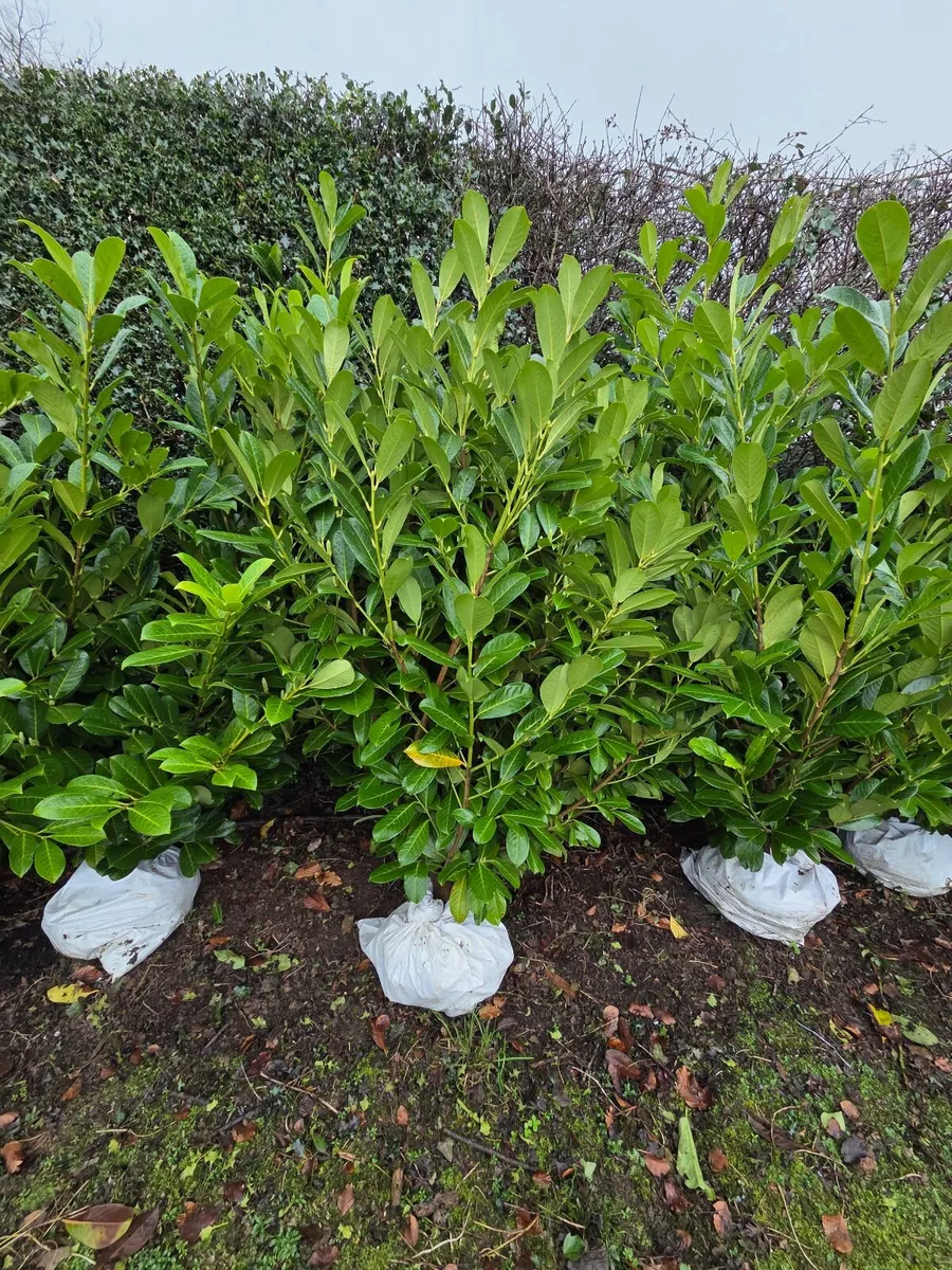 Laurel Hedging - Large 5-6ft - Image 3