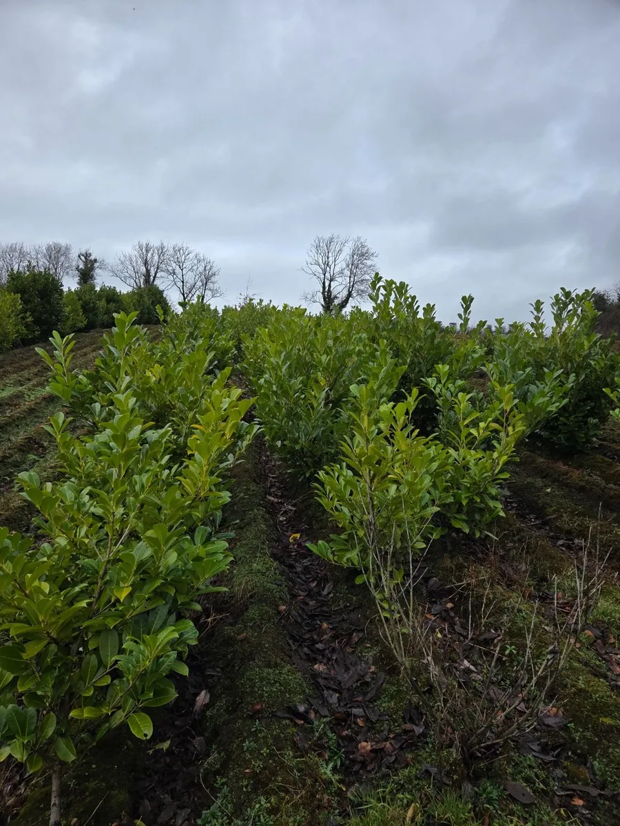 Laurel Hedging - Large 5-6ft - Image 4