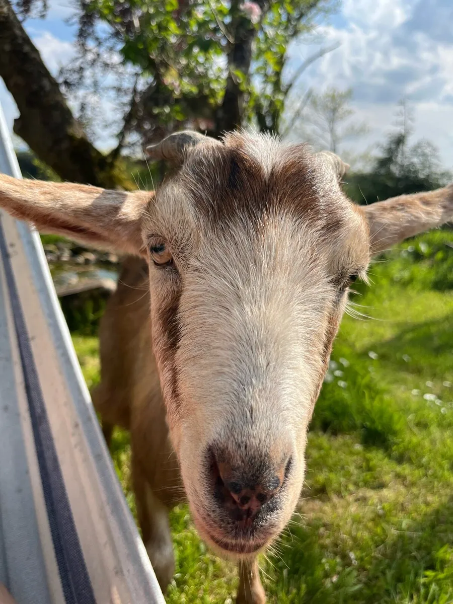 Pet goat - Image 1