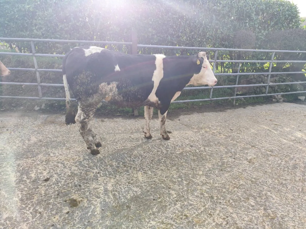 Simmental heifers - Image 2