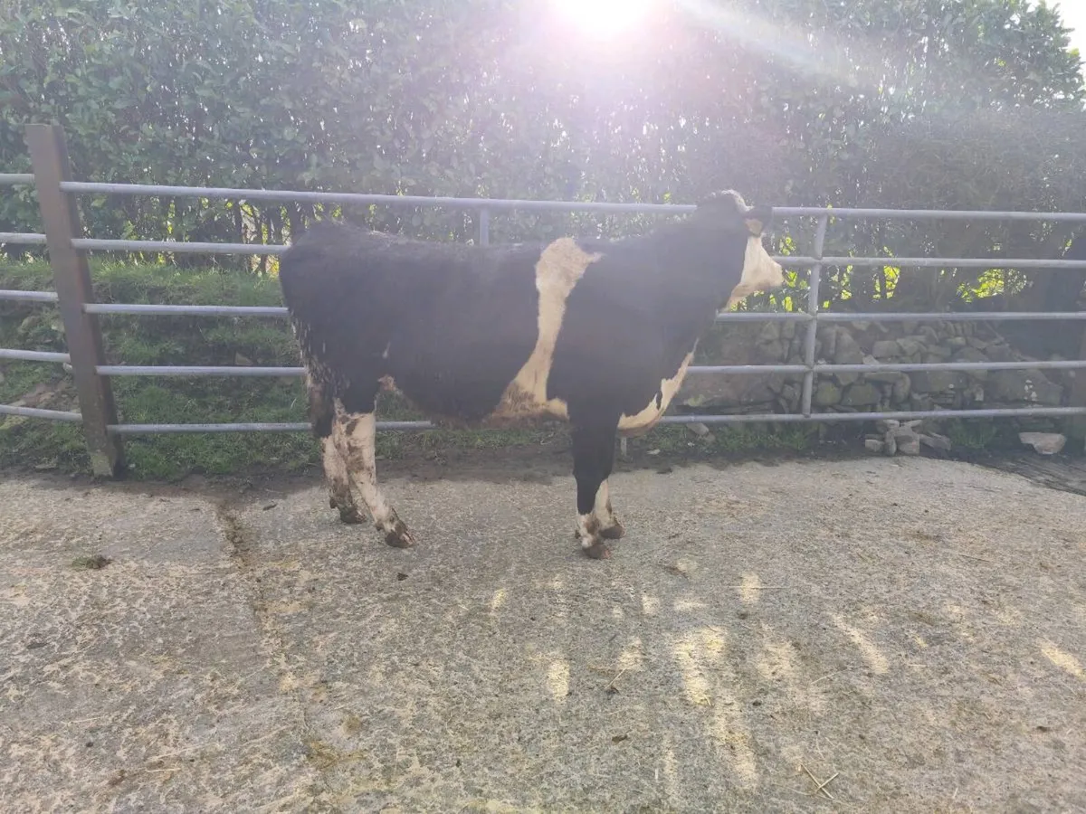 Simmental heifers - Image 3