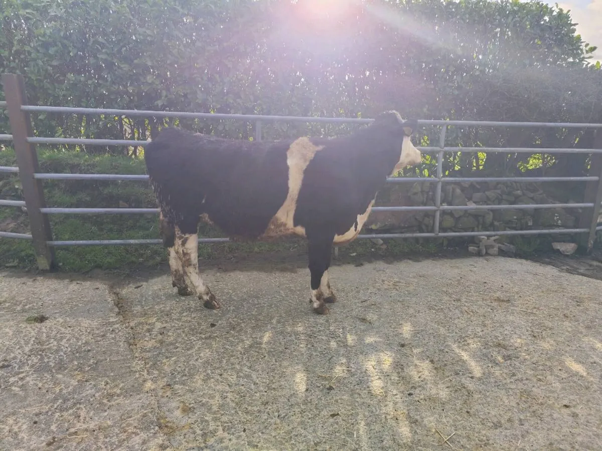 Simmental heifers - Image 4