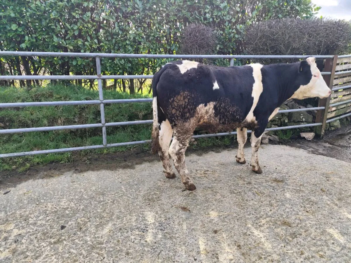 Simmental heifers - Image 1