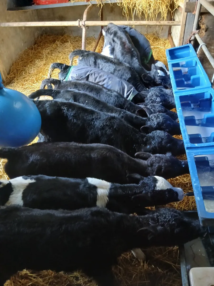 10 bull Angus and Hereford calves for sale - Image 1