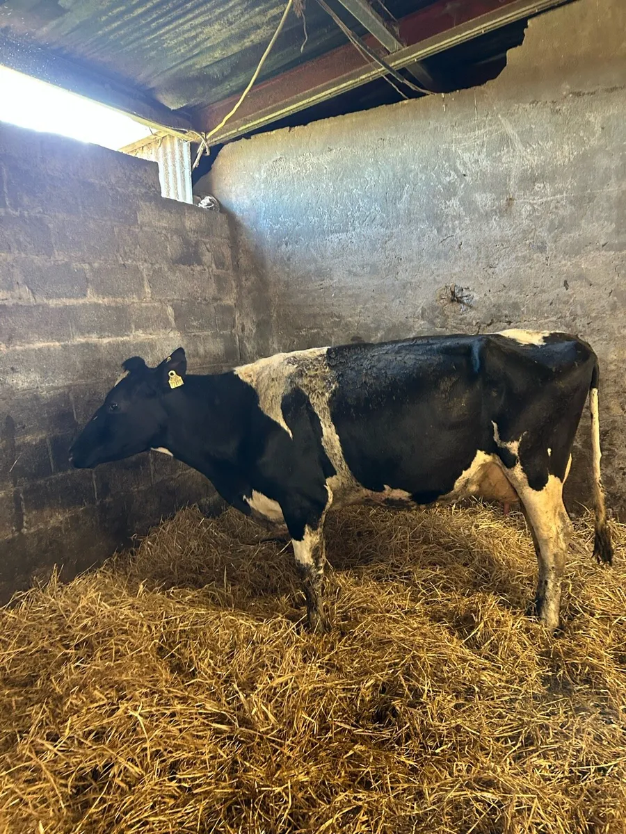 Cow to milk or feed calves - Image 1