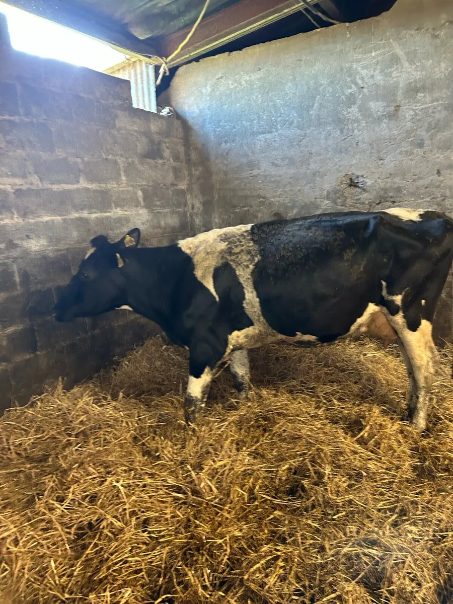 Cow to milk or feed calves - Image 2