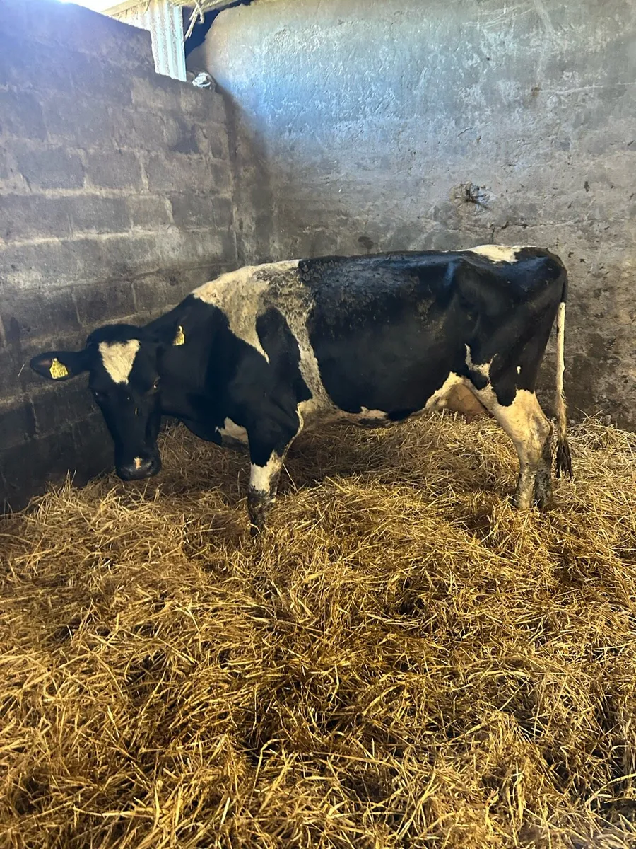 Cow to milk or feed calves - Image 3