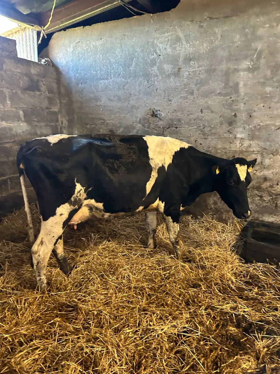 Cow to milk or feed calves - Image 4