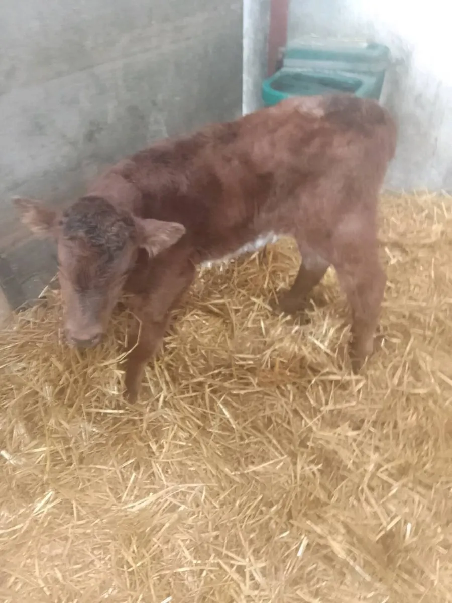 Calf - Image 1