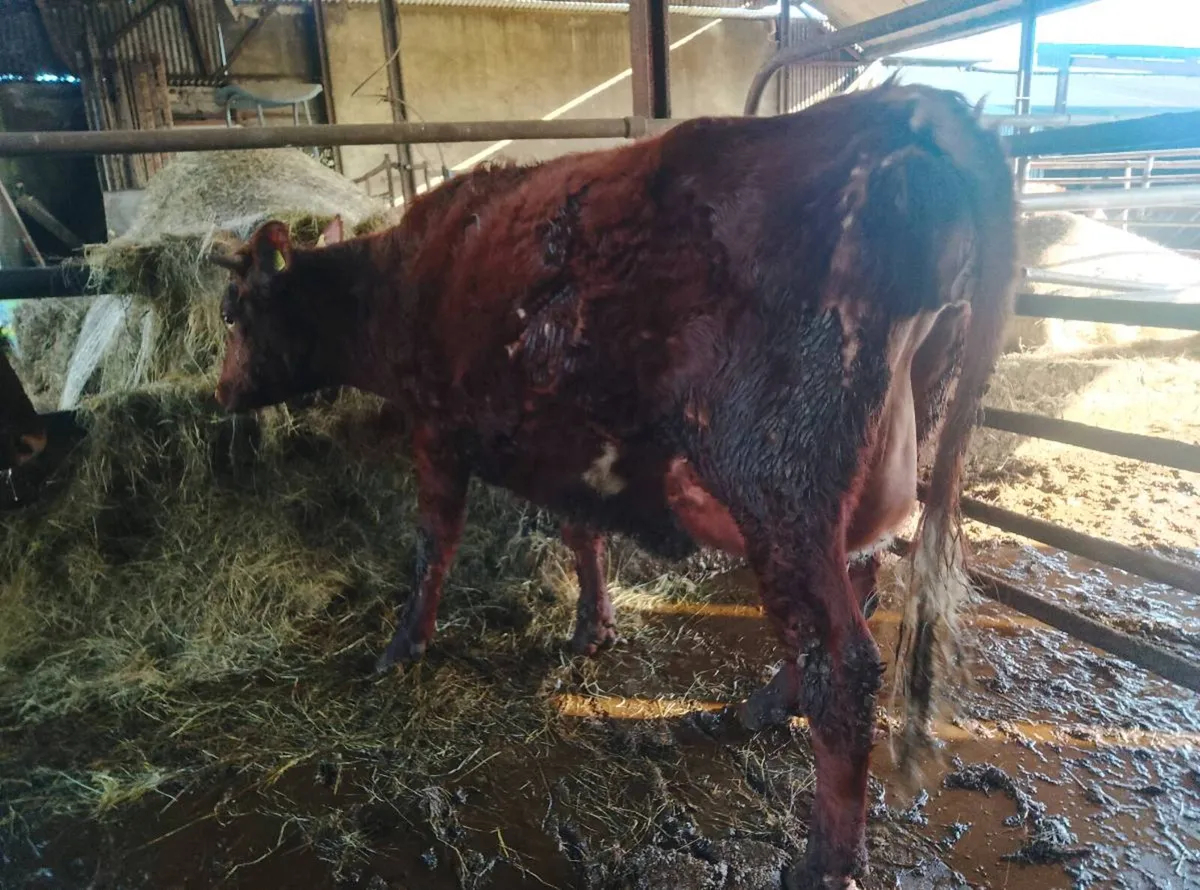 Full symbol organic shorthorn - Image 2