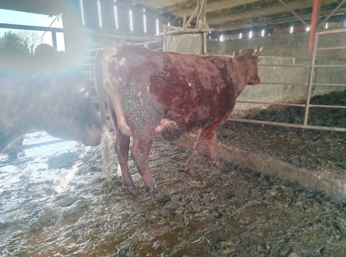 Full symbol organic shorthorn - Image 3