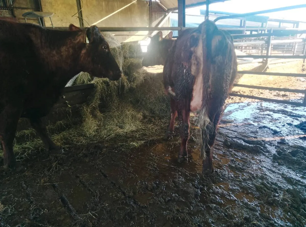 Full symbol organic shorthorn - Image 4