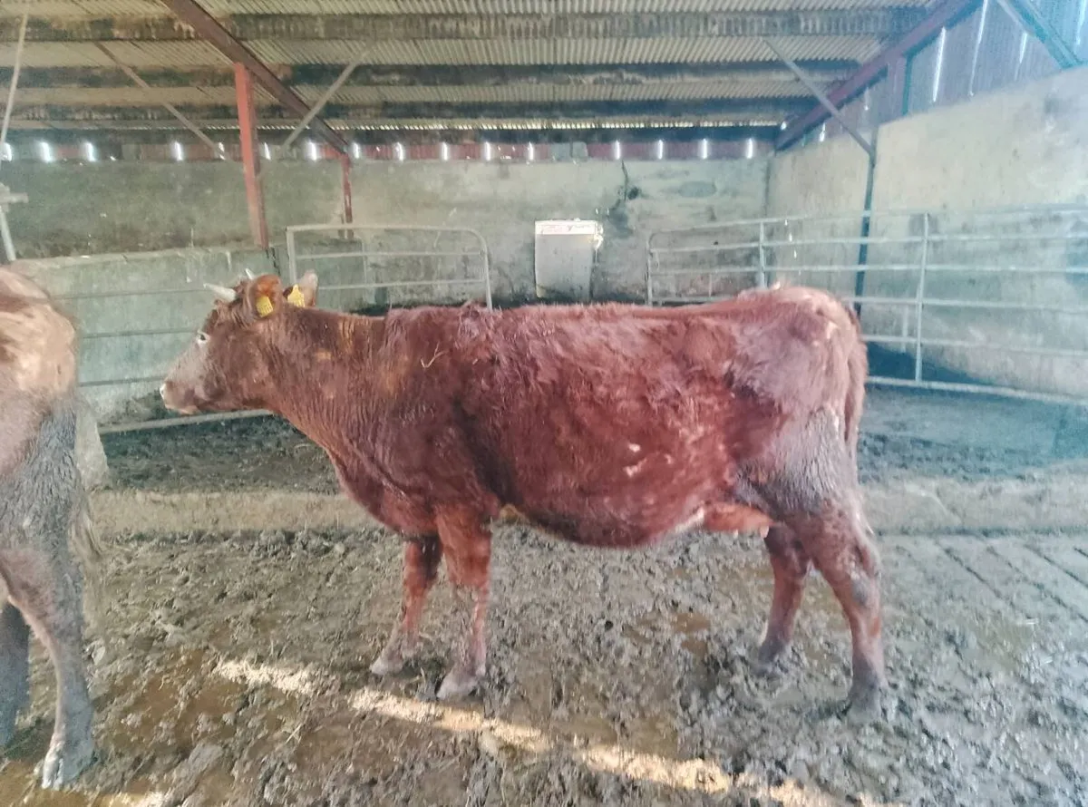 Full symbol organic shorthorn - Image 1