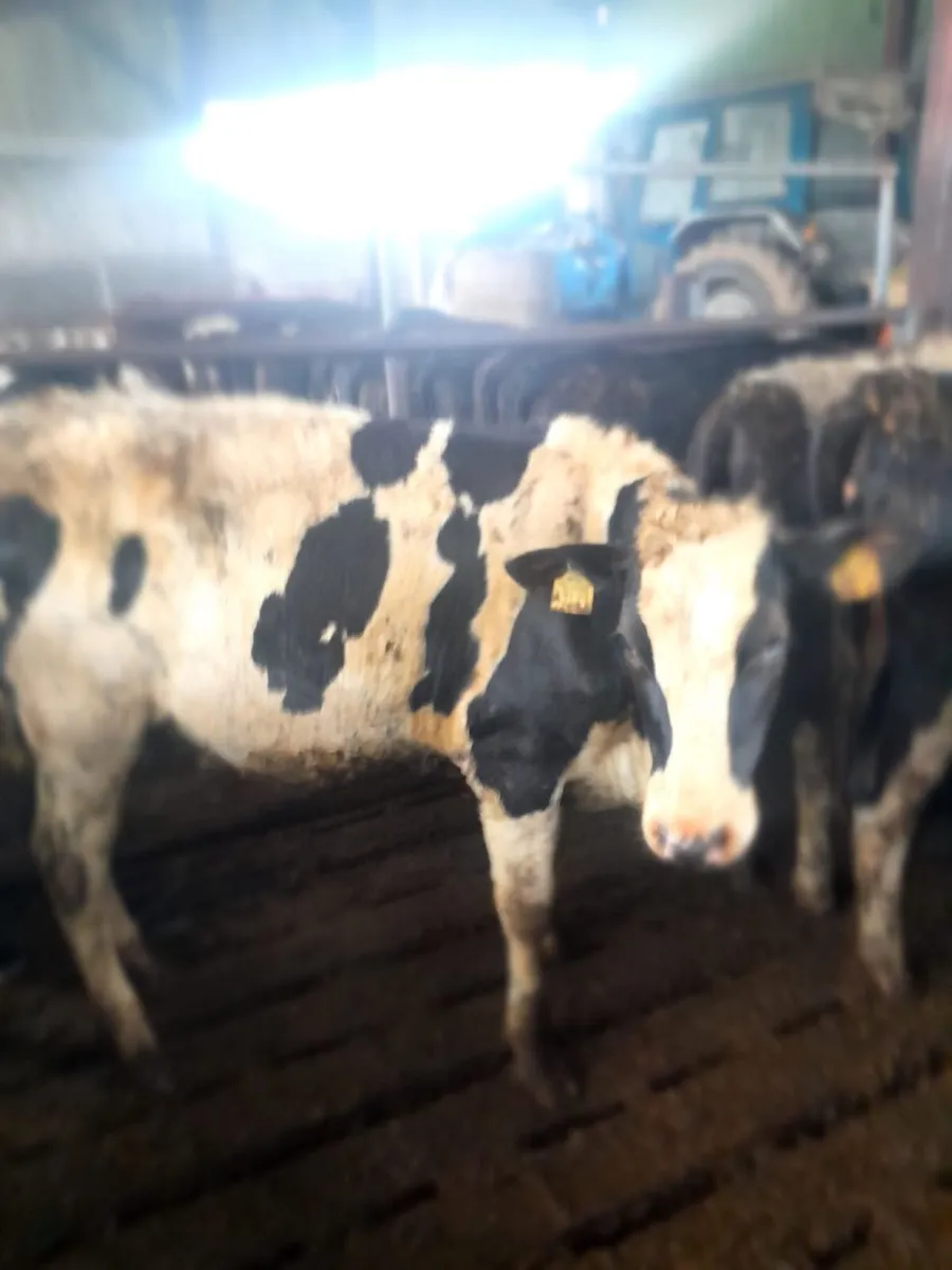 Bulling heifers - Image 2