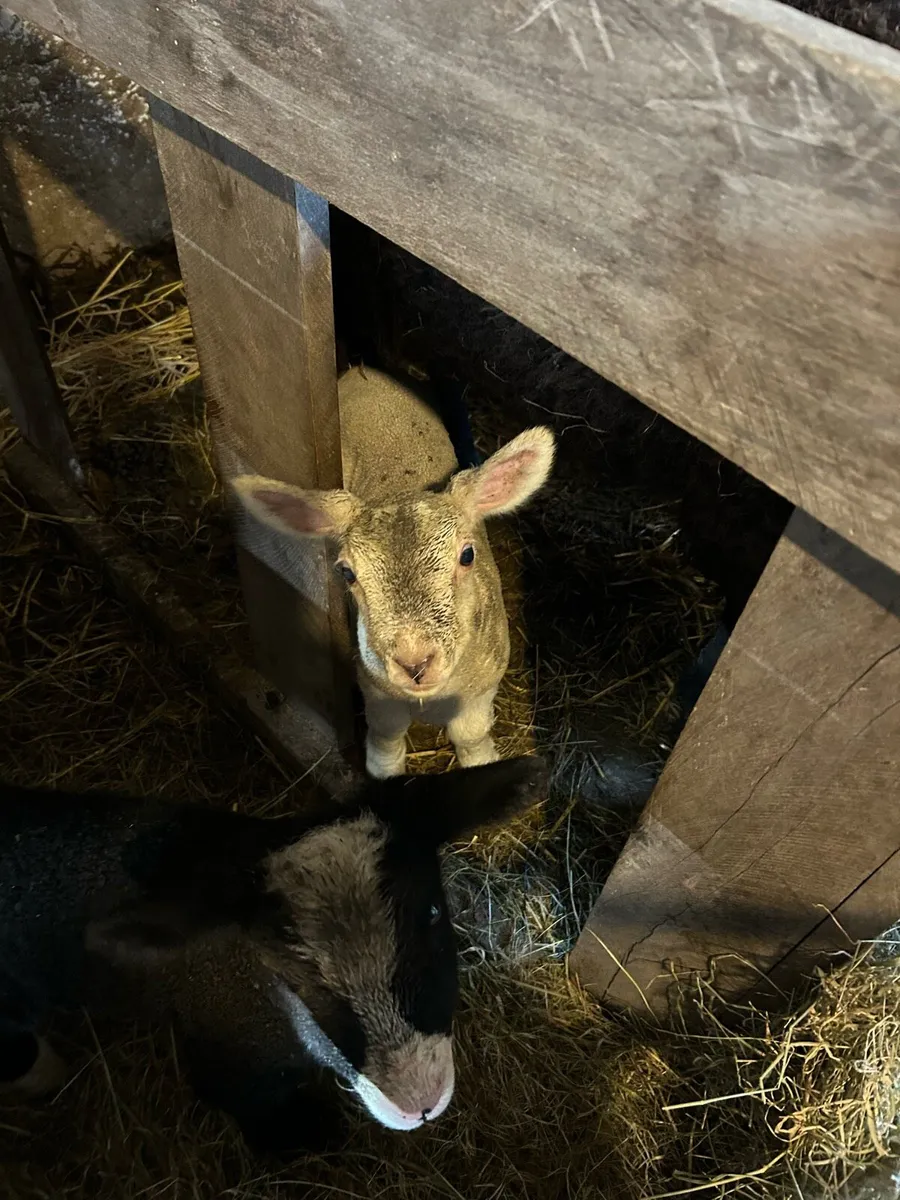 Pet lamb - Image 1