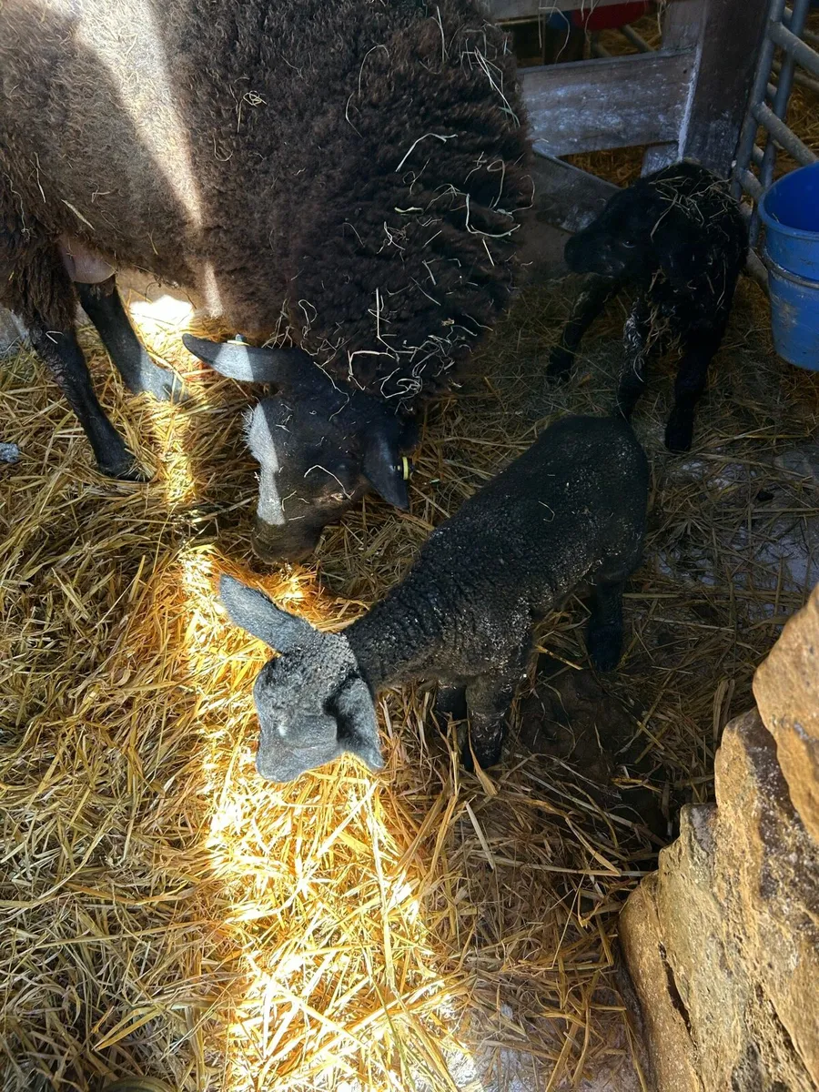 Pet lamb - Image 3