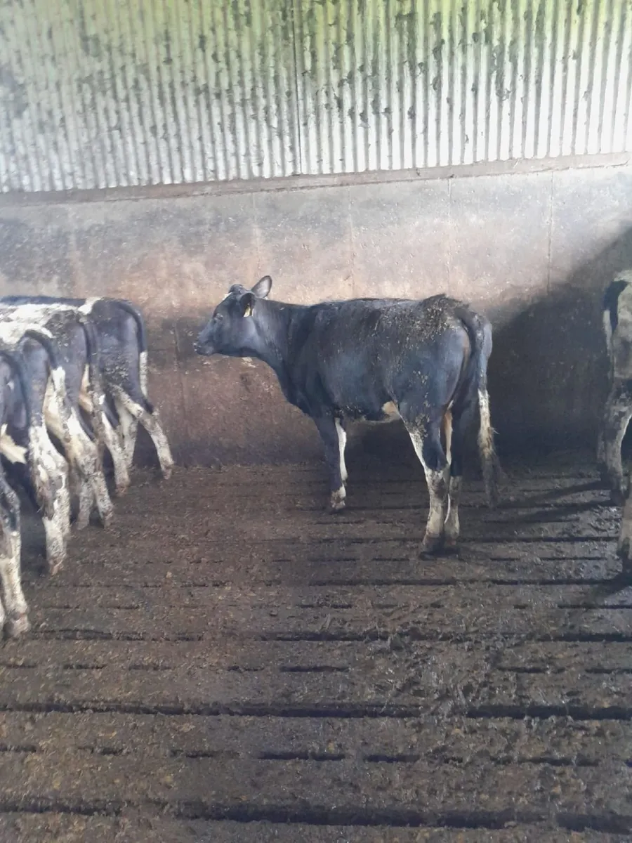 Bulling heifers - Image 3