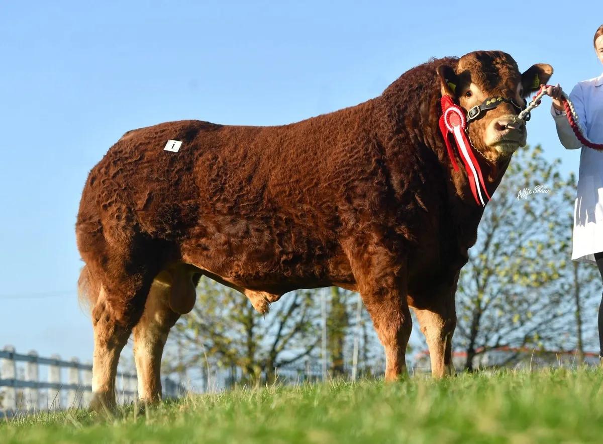 Premier Limousin Bull sale Roscrea, Mon March 16th - Image 1