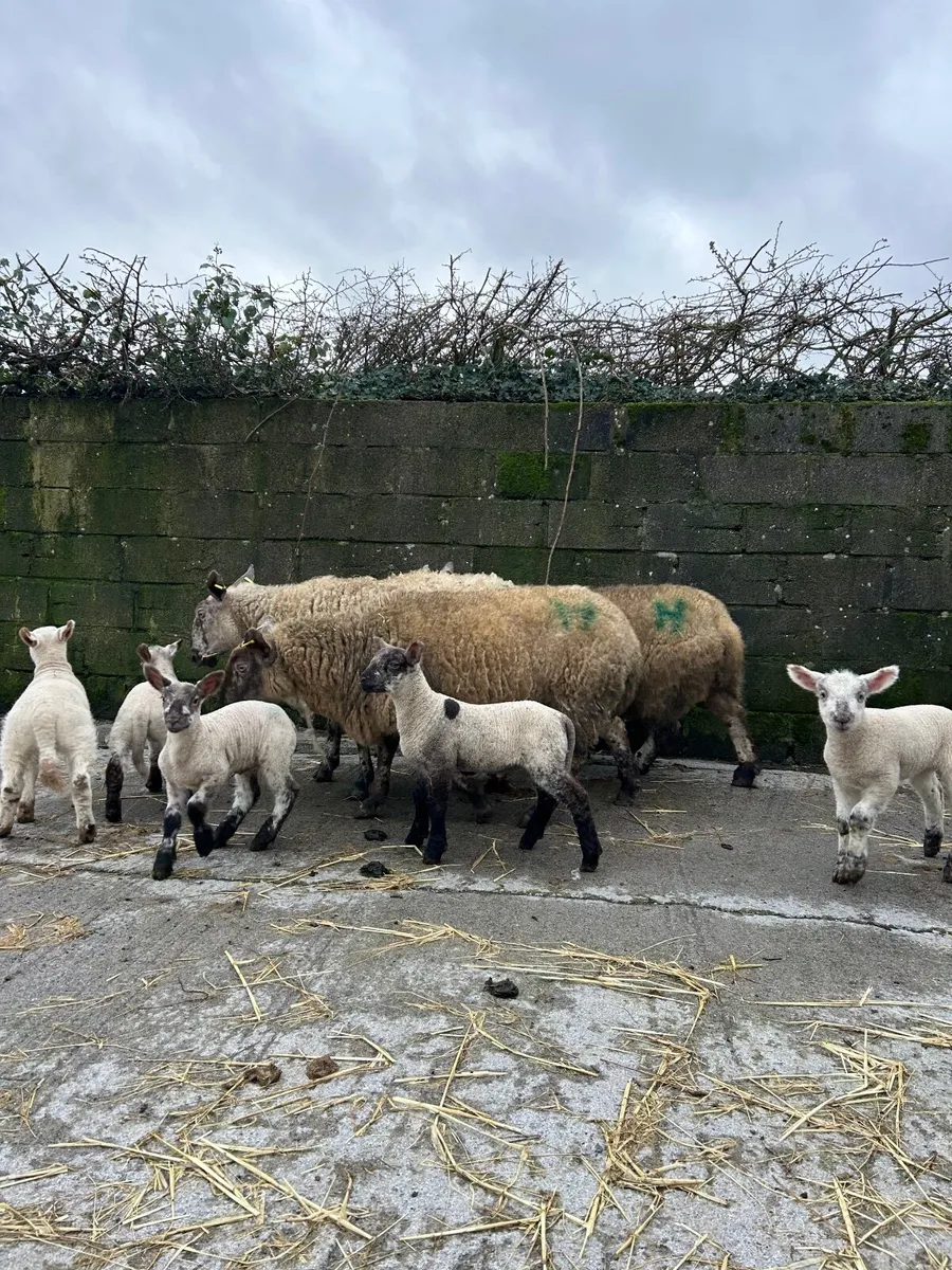 Super Ewes and lambs - Image 2