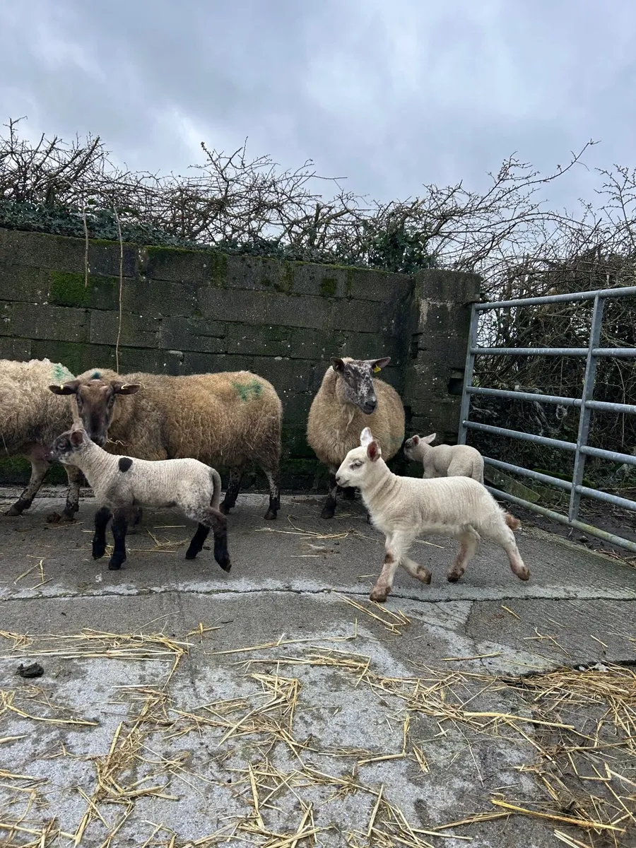 Super Ewes and lambs - Image 1