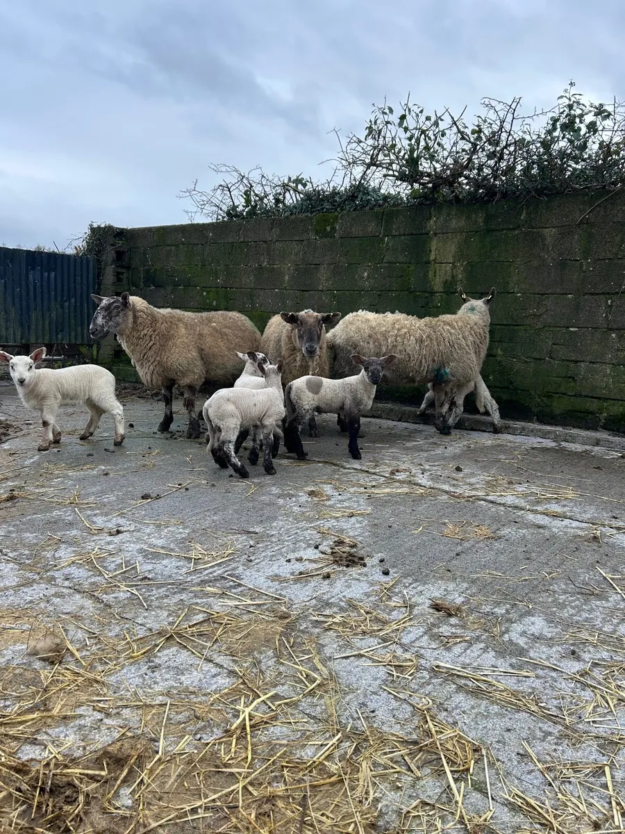 Super Ewes and lambs - Image 3