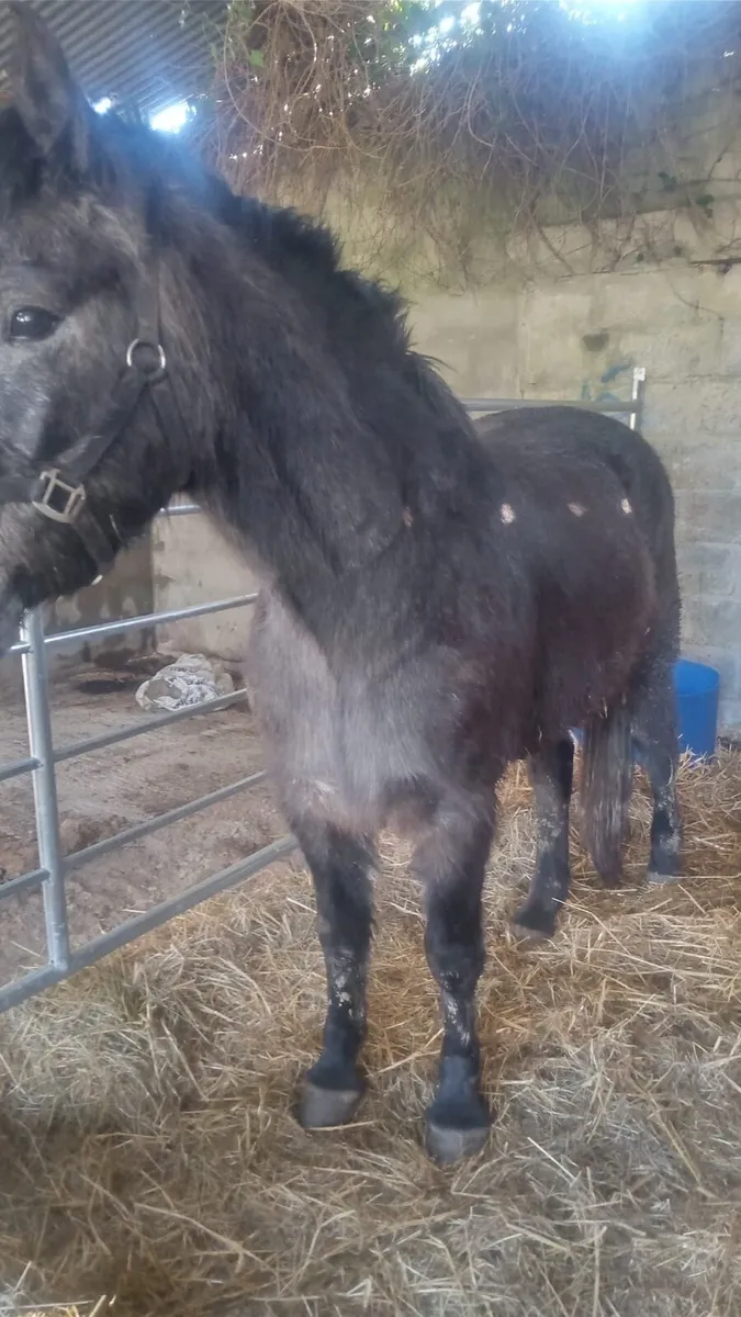connemara ponies - Image 4
