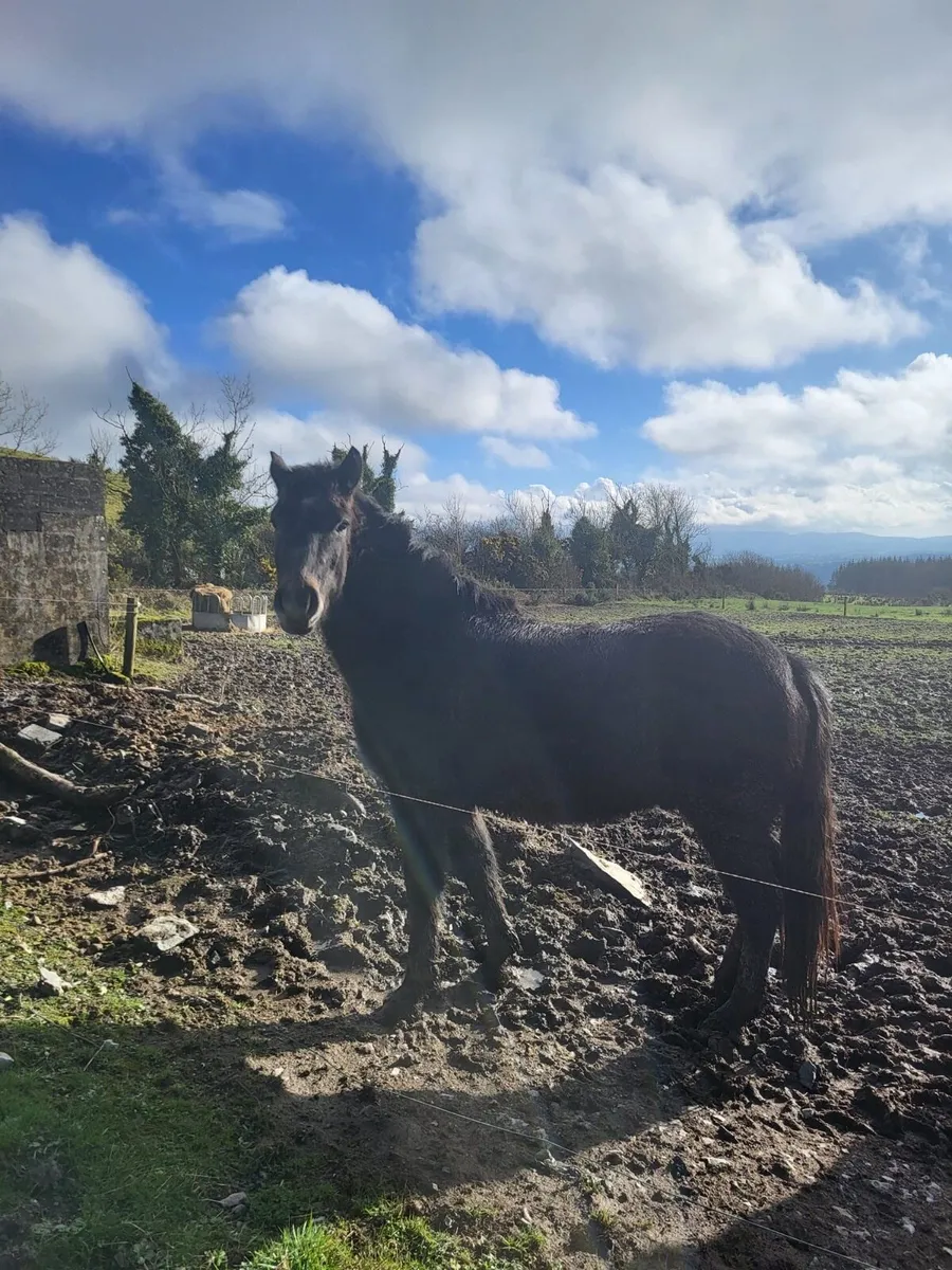 connemara ponies - Image 1
