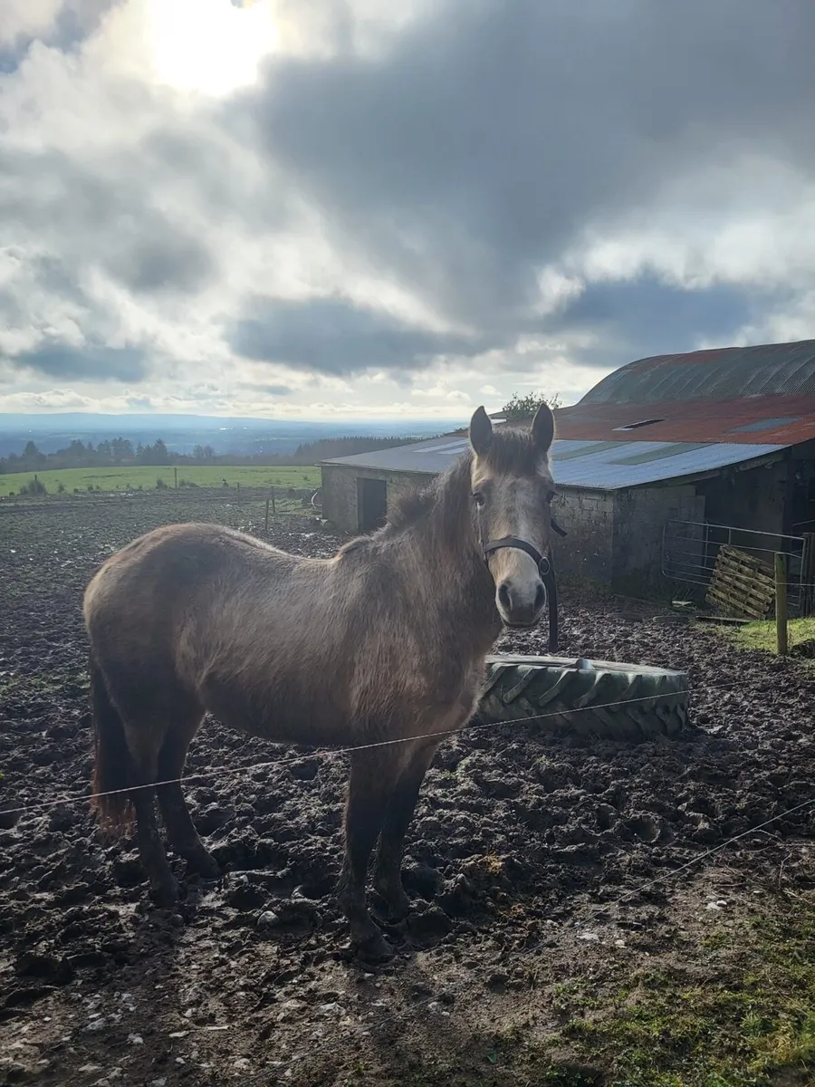 connemara ponies - Image 2