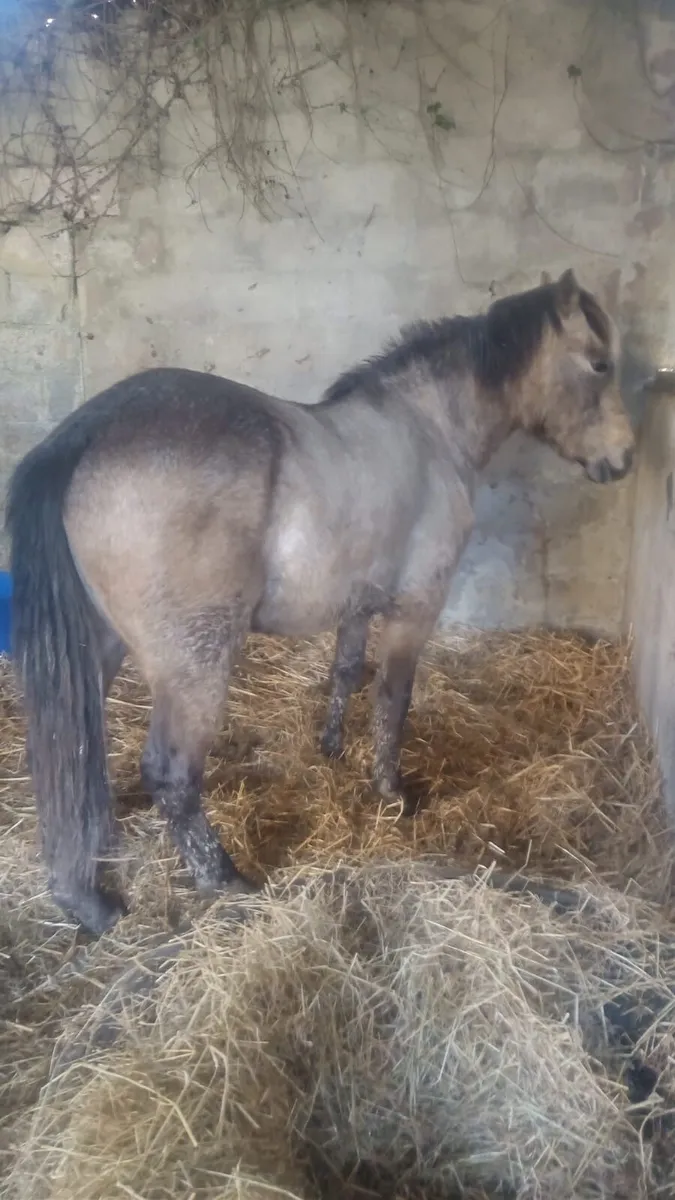 connemara ponies - Image 3