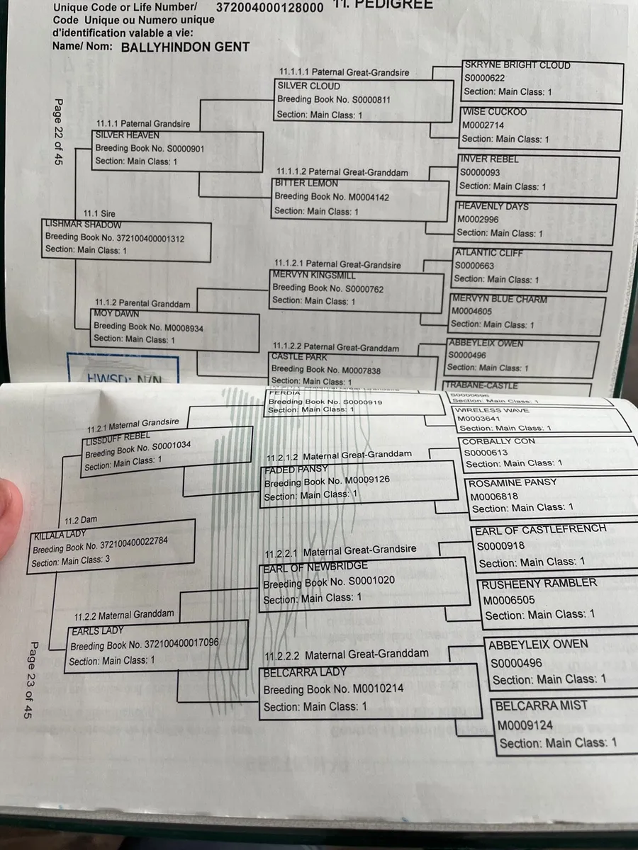 connemara ponies - Image 3