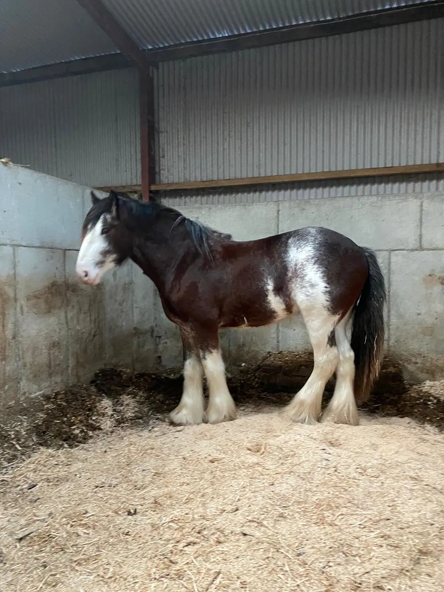 3year old full horse - Image 3