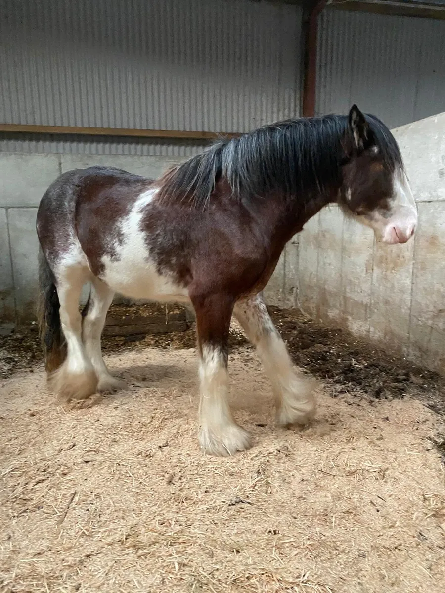 3year old full horse - Image 4