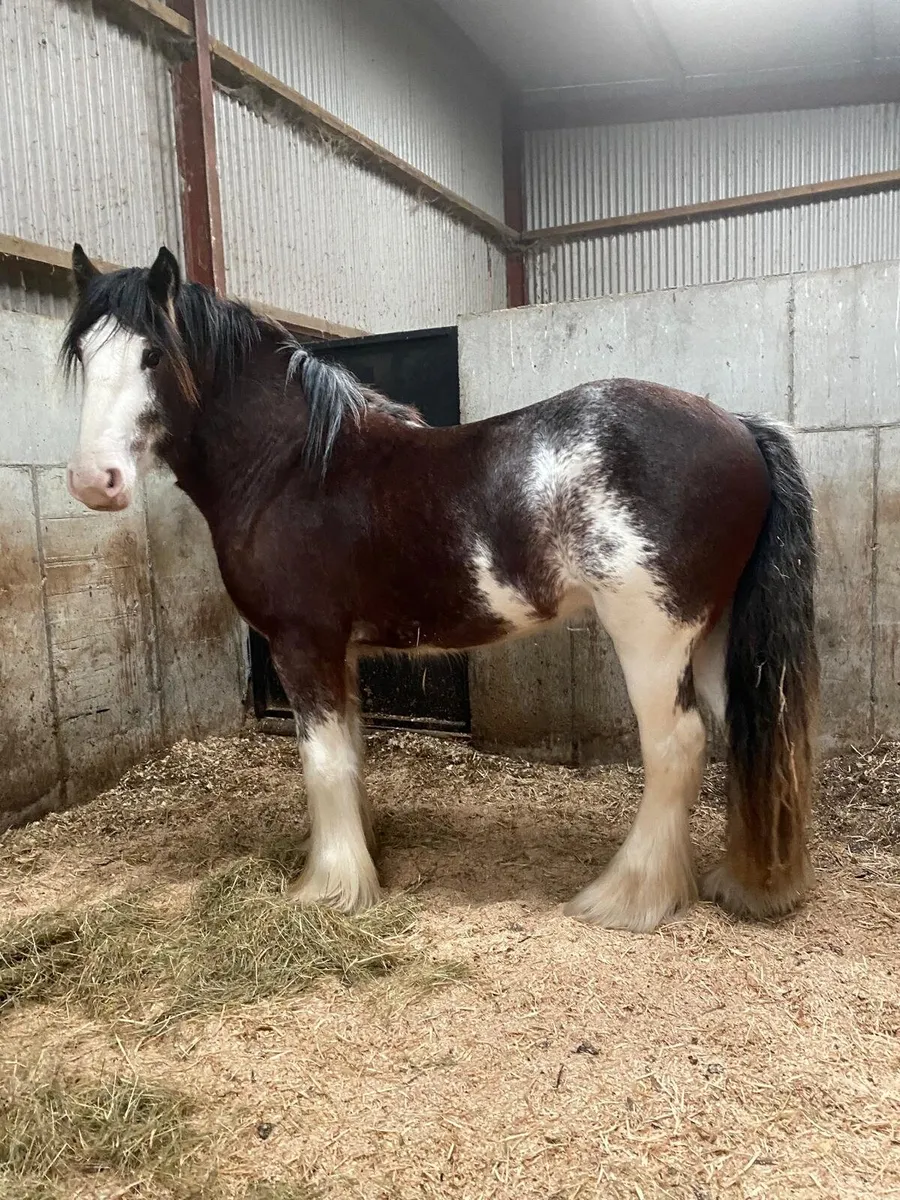 3year old full horse - Image 1