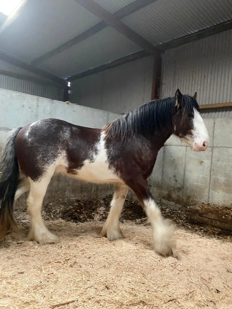 3year old full horse - Image 2