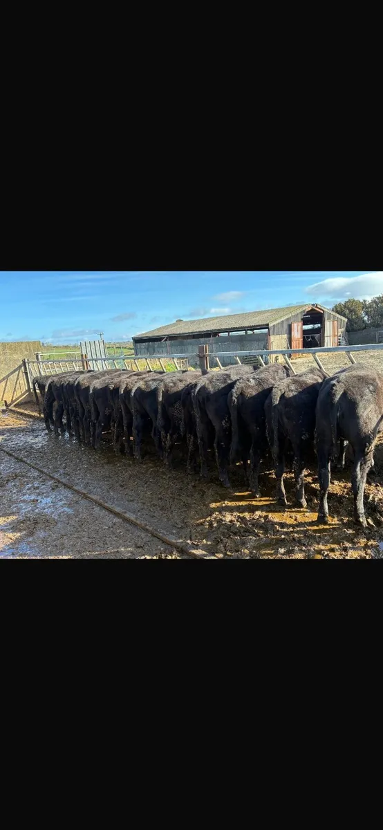 Angus heifers - Image 2