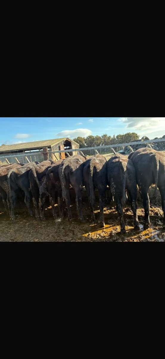 Angus heifers - Image 3