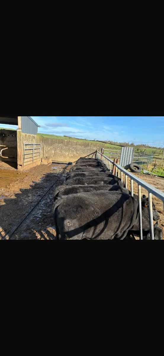 Angus heifers - Image 4