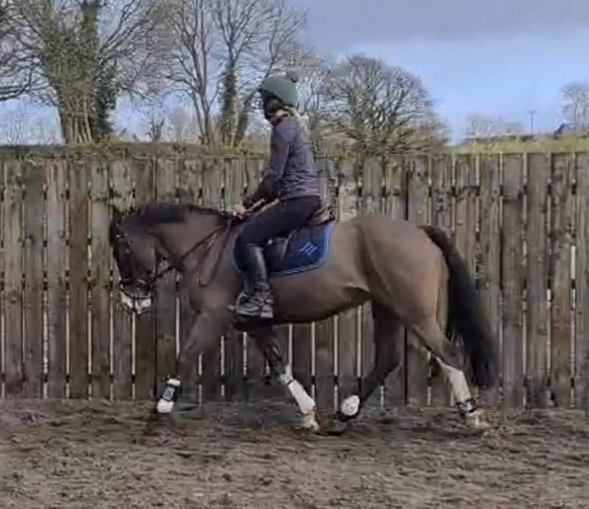 148 sporty cob pony - Image 3