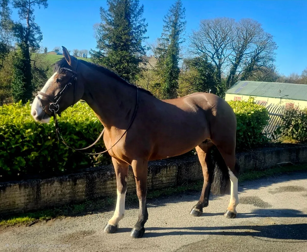 148 sporty cob pony - Image 4