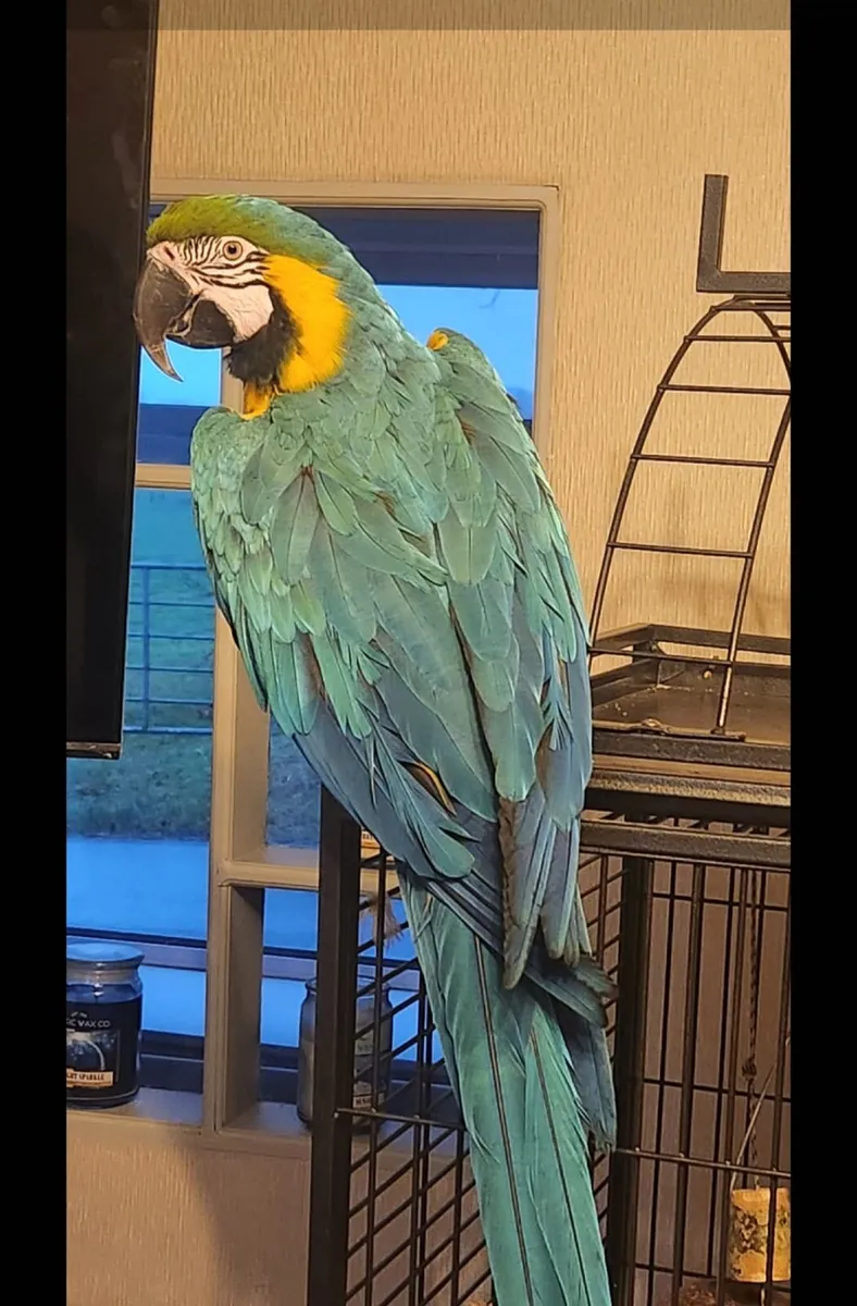Macaw parrot blue and gold - Image 2