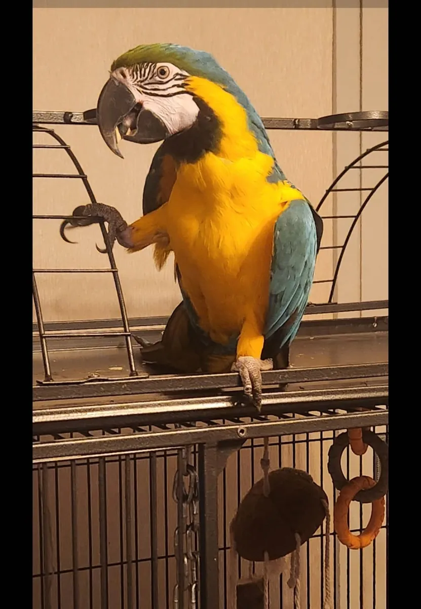 Macaw parrot blue and gold - Image 1