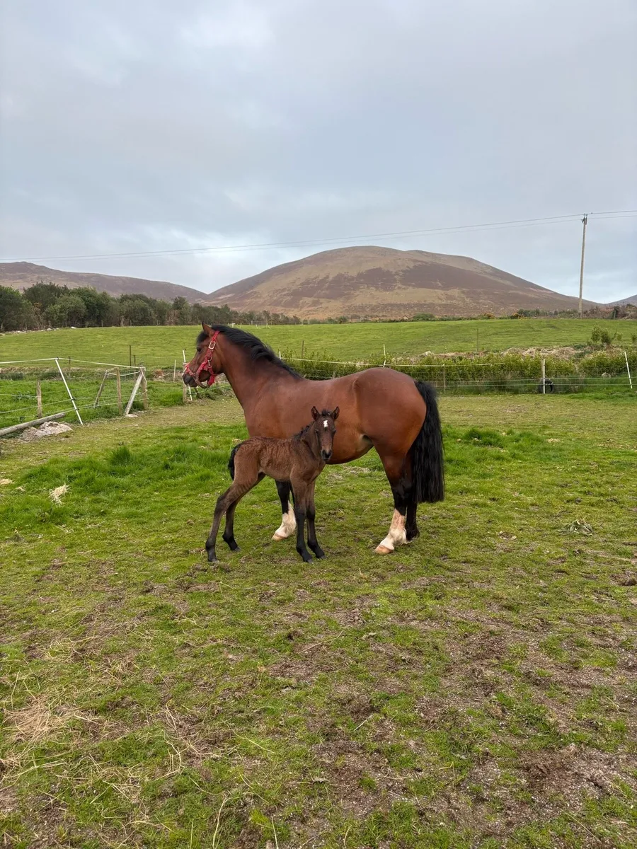 Welsh pony in foal - Image 2