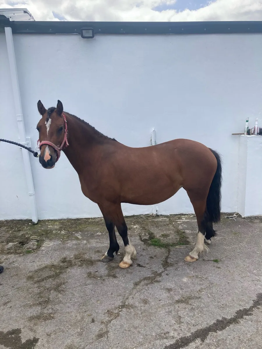 Welsh pony in foal - Image 3